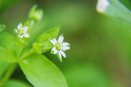 林繁缕花