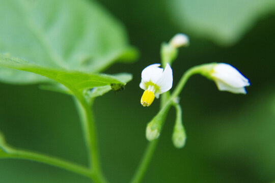 龙葵花