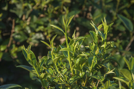 石亭绿茶嫩芽儿