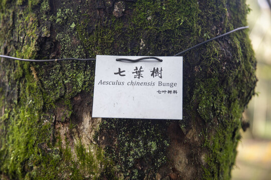 七叶树标识