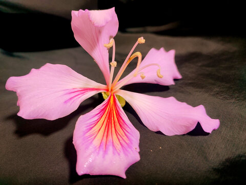 紫荆花特写花朵