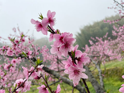 盛开的粉色山桃花特写