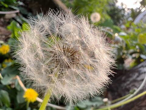 蒲公英花种子特写