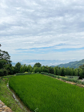 高山生态稻田风光