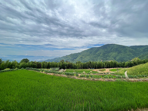 高山生态稻田风光