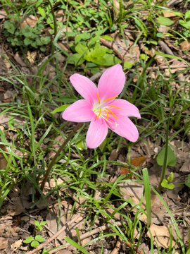 公园里的粉色韭莲