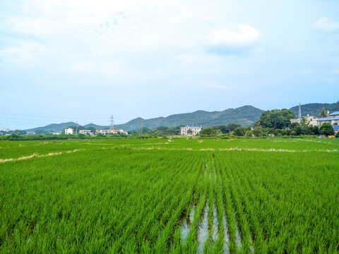 田园风光