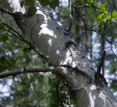 白桦树树皮