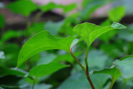 鱼腥草