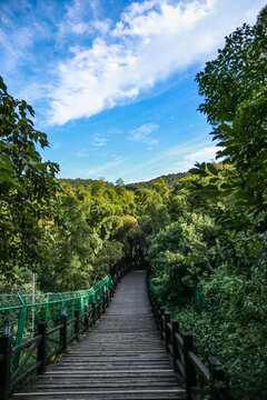 树山村