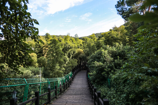 树山村