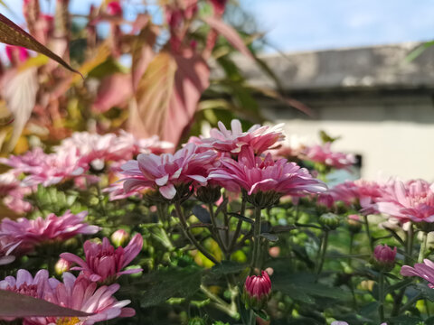 粉红的菊花