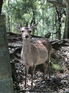 树荫下的奈良鹿