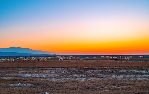 新疆羊群