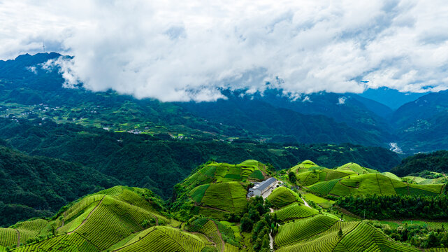 鹤峰木耳山茶场