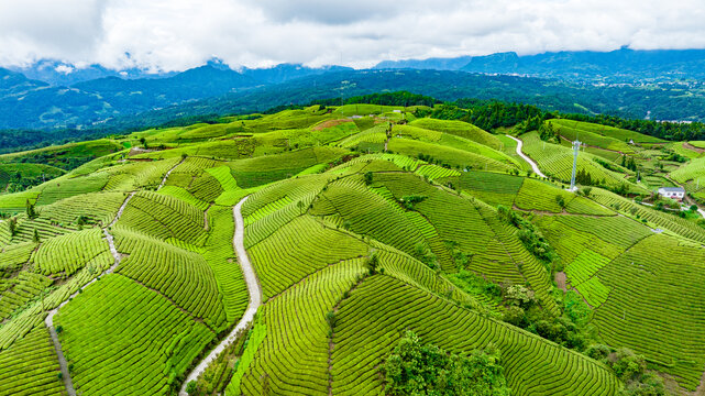 鹤峰木耳山茶场