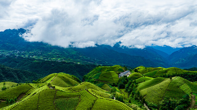 鹤峰木耳山茶场