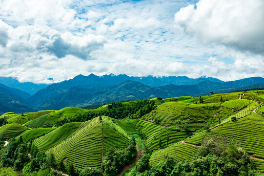 鹤峰木耳山茶场