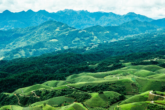 湖北恩施鹤峰木耳山茶园