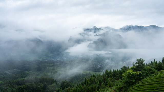 湖北恩施鹤峰木耳山茶园