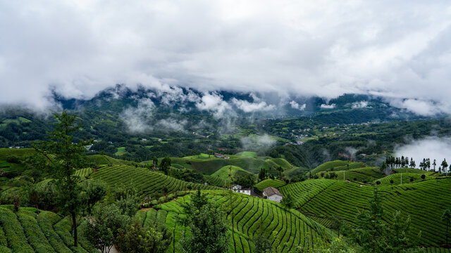 湖北恩施鹤峰木耳山茶园