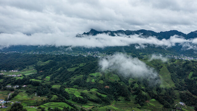 湖北恩施鹤峰木耳山茶园