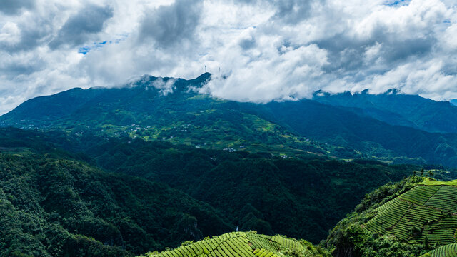 湖北恩施鹤峰木耳山茶园