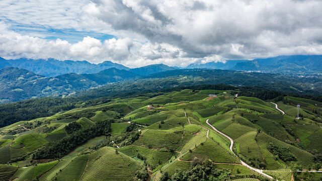 湖北恩施鹤峰木耳山茶园