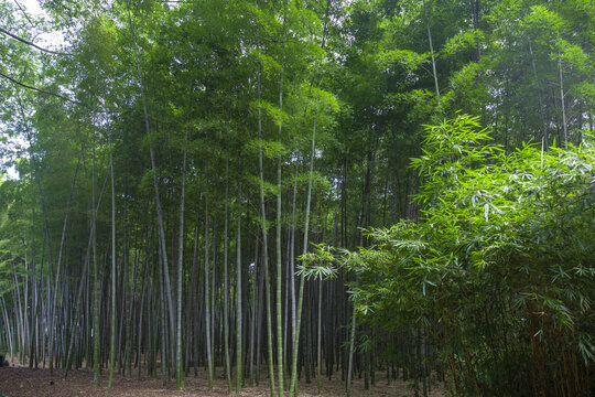 竹林