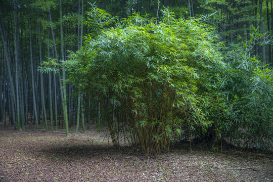 竹林