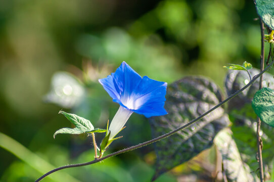 牵牛花