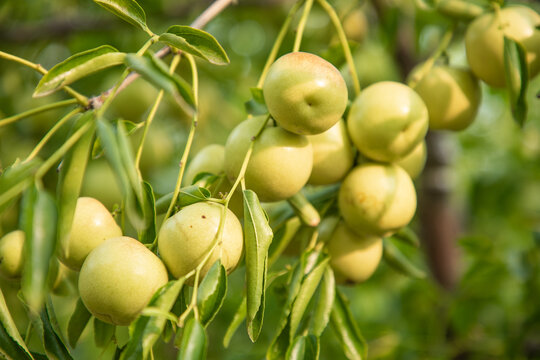 牛奶蜜枣