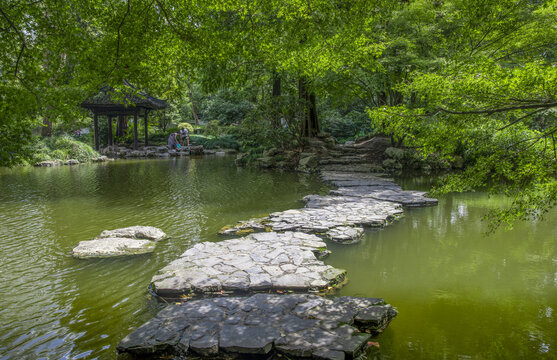 树木水道