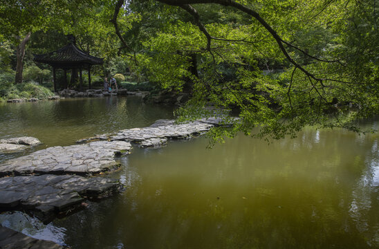 树木水道