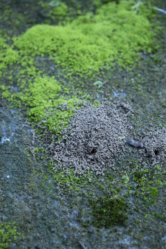 苔藓青苔蚂蚁窝