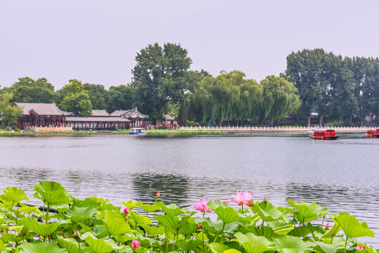 北京什刹海公园的荷花池