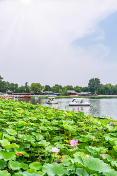 北京什刹海公园的荷花池