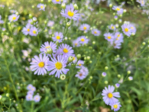 绿色草丛中紫色的小雏菊