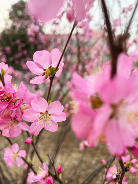 春天盛开的美丽的粉色桃花