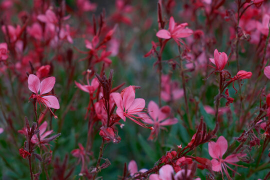 花花