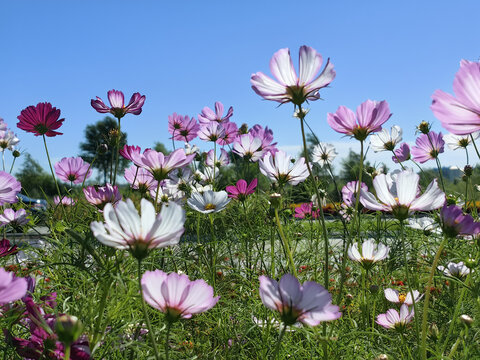 格桑花