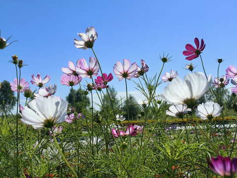 格桑花