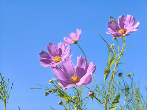 格桑花