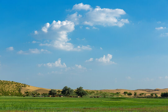 蓝天白云下的牧场绿地草原