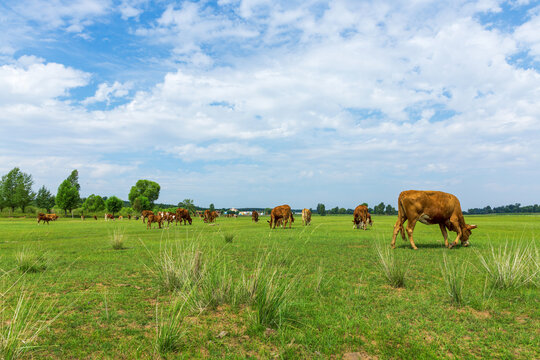 牧场绿地草原上的牛群
