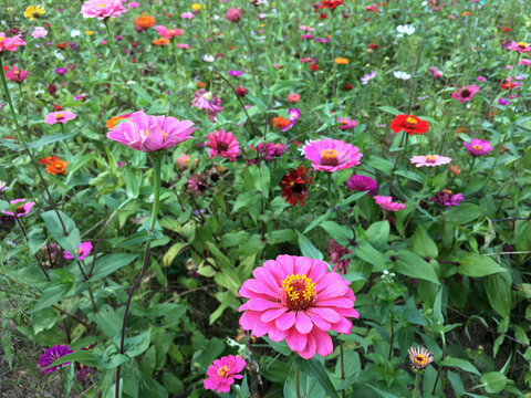 百日菊花海