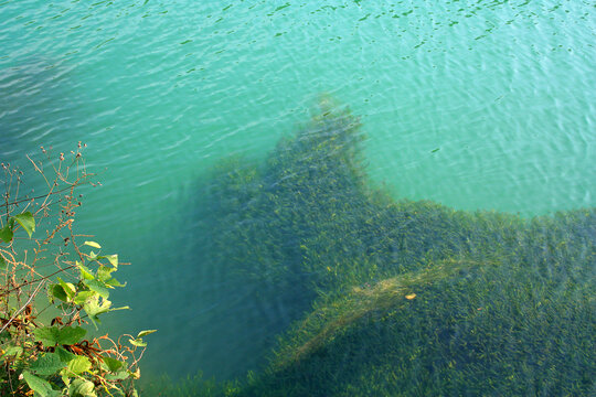 郴州东江湖水草