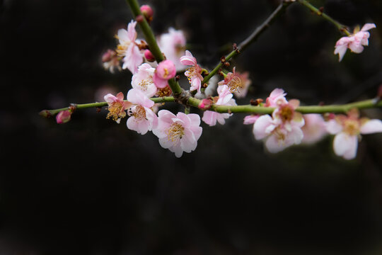 黑背景梅花