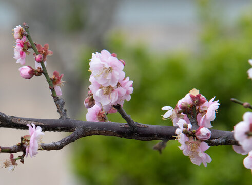 梅花春色