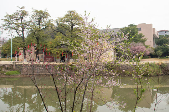 东山书院旁桃花木棉花盛开